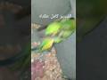 فتحنا عشاش البادجي والانتاج رهيب بادجي  زافير زافير طيور طيور 