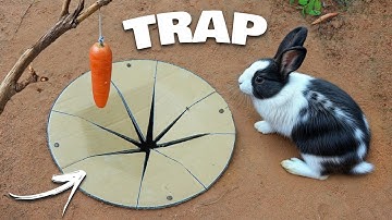 How to Make a Quick and Easy Rabbit Trap with a Cardboard & Hole