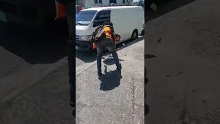 Dem Get The Rasta Cross Outta Halfway Tree funny jamaica shorts