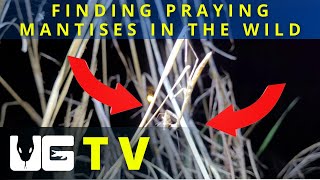 Underground Tv - Ep 5 - Finding Praying Mantises In The Everglades