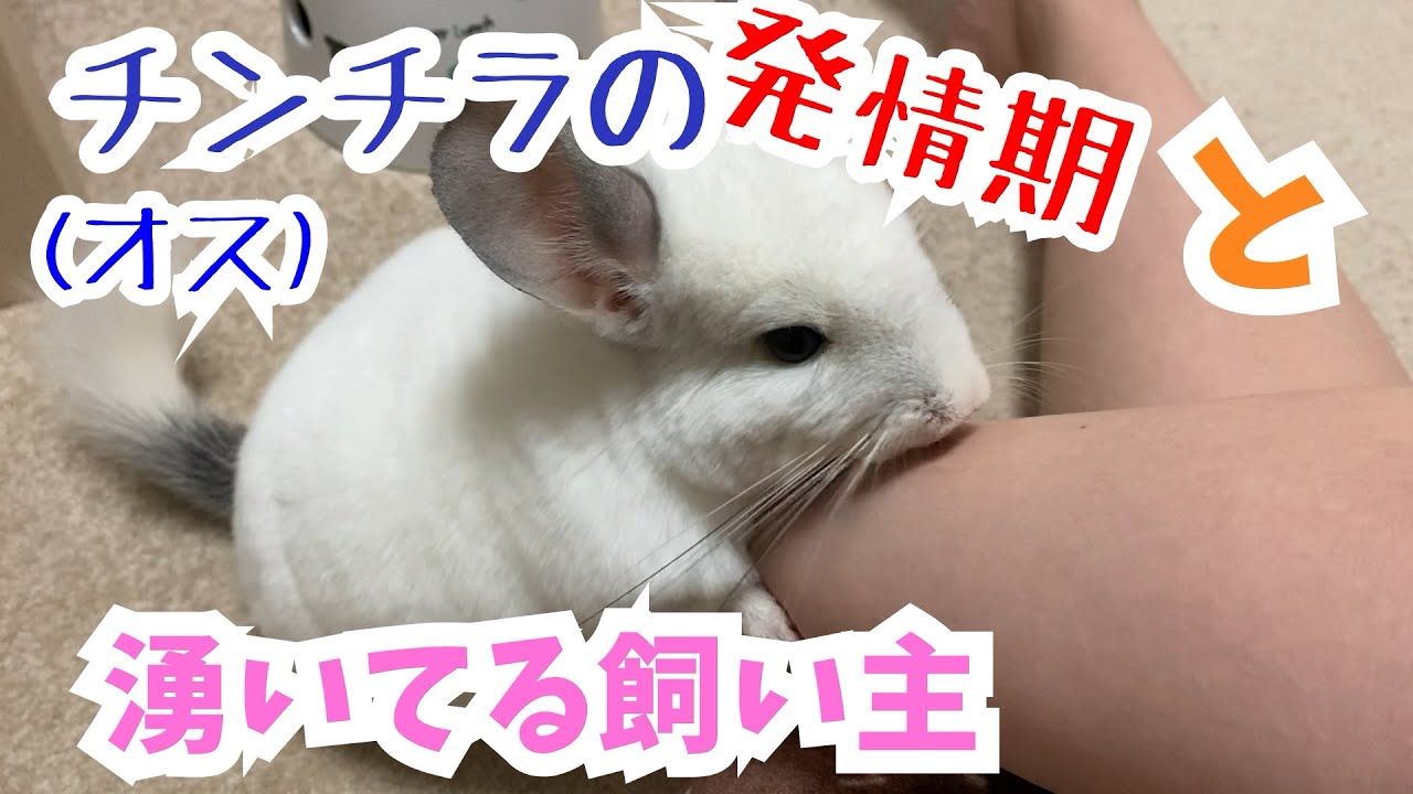 チンチラ チンチラの発情期と湧いてる飼い主 全てを捧げたい 動物たちと私 Youtube チンチラ チンチラの発情期と湧いてる飼い主 全てを捧げたい 動物たちと私 Youtube