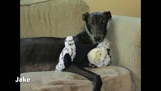 Southern Arizona Greyhound Adoption 2023 We Remember