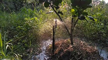 Tưới phun sương mưa tưới cho cây bưởi béc BS5000 Plus - 0985833804