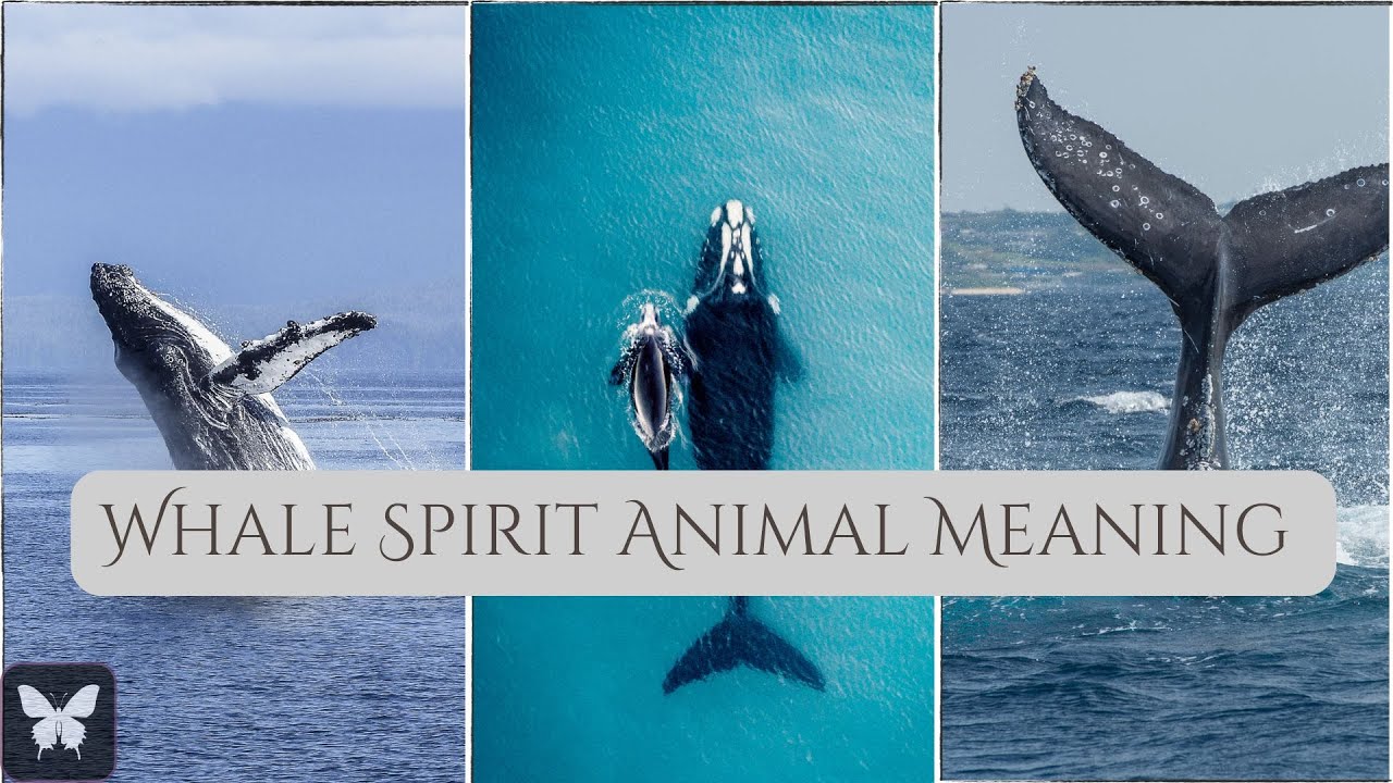 Whale Spirit Animal Symbol & Meaning