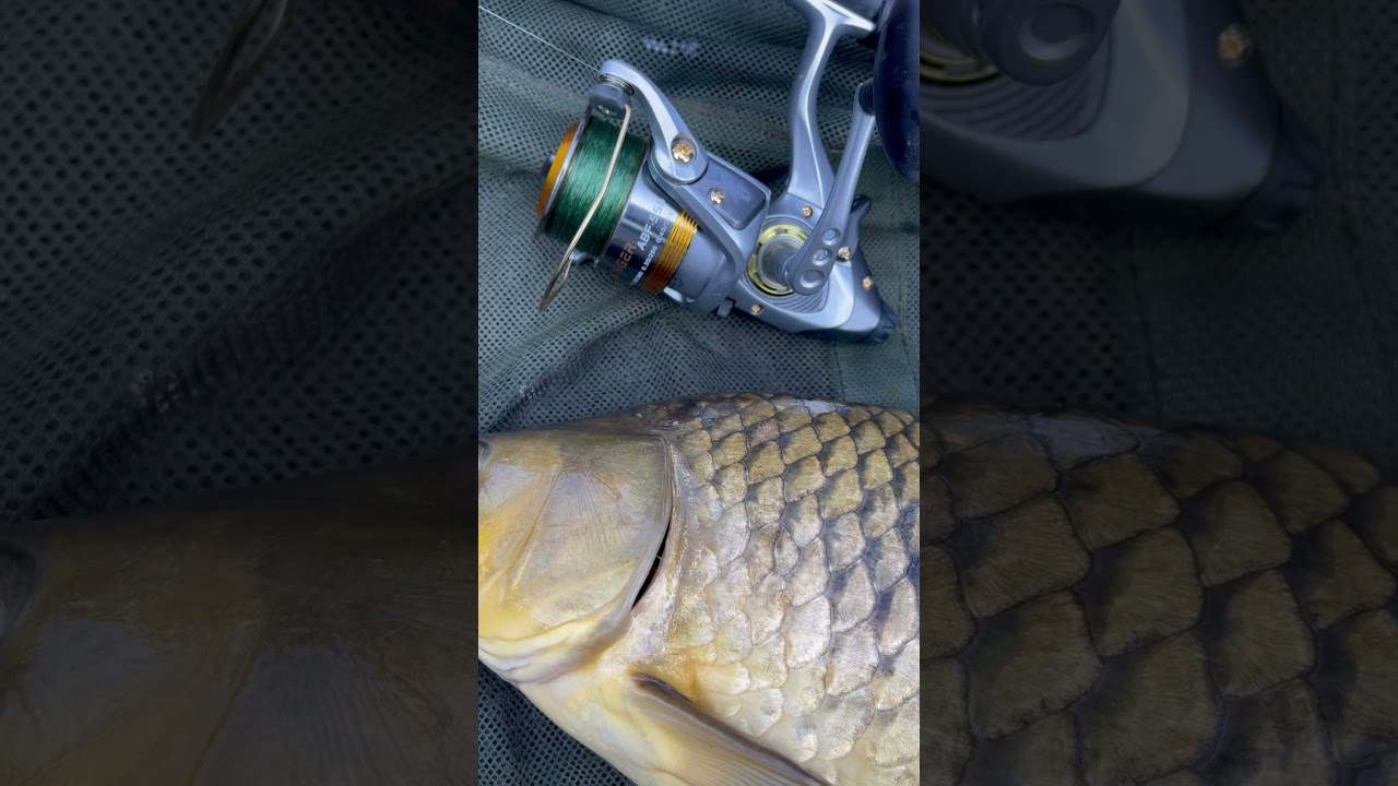 Carp on the Okuma Avenger ABF-55b reel #carpfishing #okumafishing