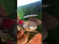 Uma ferramenta caseira desenvolvida para te ajudar #solutions #diy