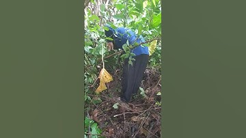 QUÁ MỪNG, VÔ NGAY ĐÁM CỦ BẠC HÀ NÚI.