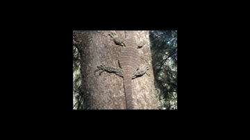 An Australian Lace Monitor (Varanus Varius)