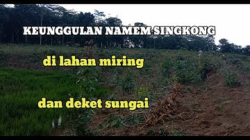Singkong Garuda dan kasesa C5 bogel || panen singkong Garuda dan kasesa#