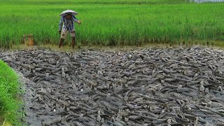 Best fishing! today my brother finding fish in rice field after rain