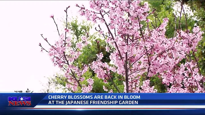 The Japanese Friendship Garden’s cherry blossoms are in full bloom