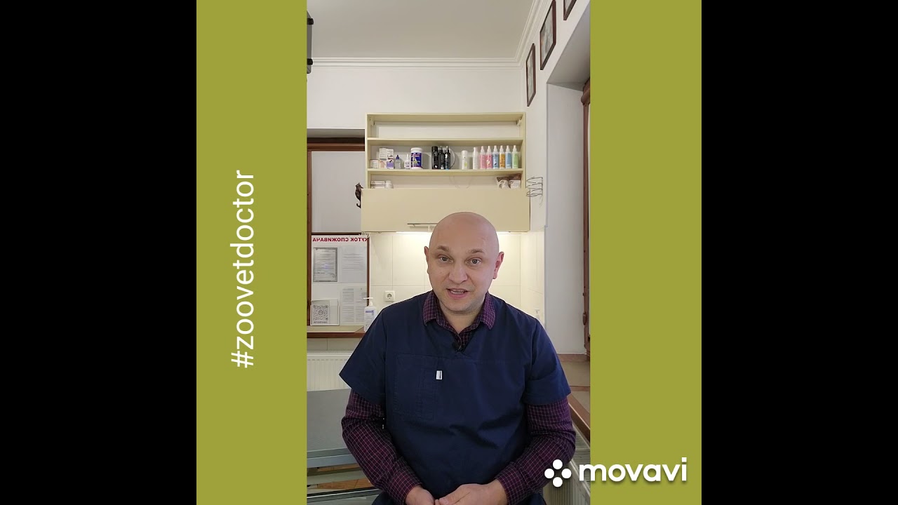 Заворот желудка у собак основные причины #zoovetdoctor #УшаковДмитрийМихайлович