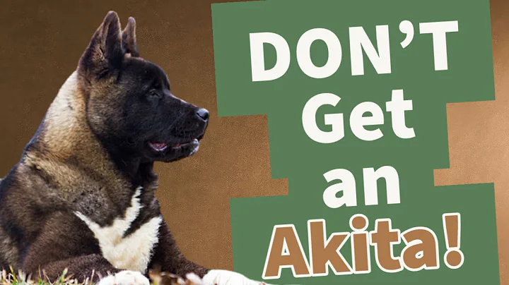 5 REASONS AKITAS AREN'T RIGHT FOR YOU | THE AKITA LIFE - DayDayNews