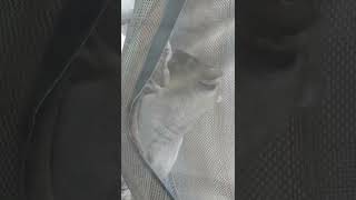 Fossa Waking Up Then Going Back To Sleep At Philadelphia Zoo Trip 31022