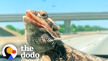 Bearded Dragon Comes Running When His Mom Calls Him | The Dodo Soulmates