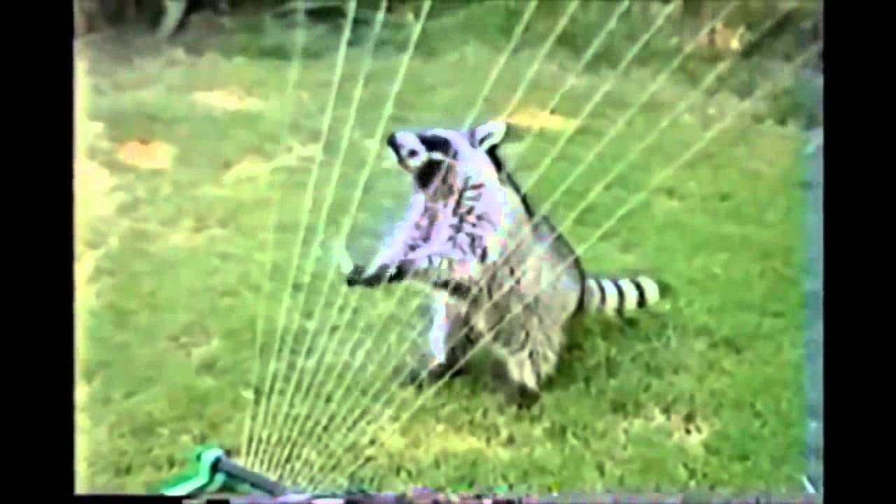 BEST FUNNY ANIMALS COMPILATION 2013 2014 Лучшая нарезка видео с животными - YouTube