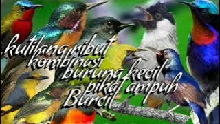suara pikat burung kecil kombinasi kutilang ribut ampuh