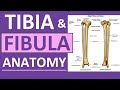 Tibia and Fibula Anatomy of Leg Bones | Anatomy & Physiology