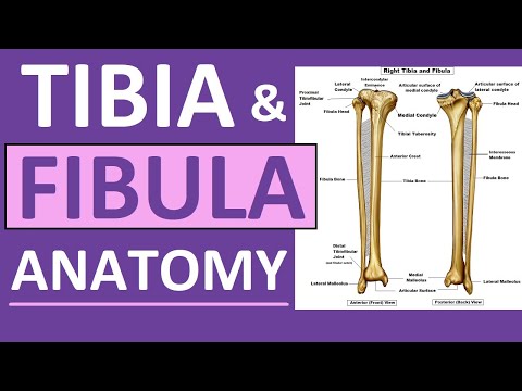 ভিডিও: শরীরের নিচের কোন অঞ্চলে টিবিয়া এবং ফাইবুলা থাকে?