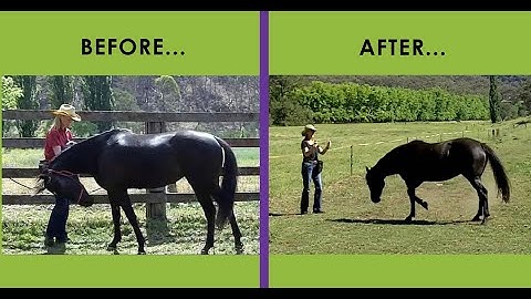 Horse Tricks 101 - Bella BEFORE & AFTER trick training