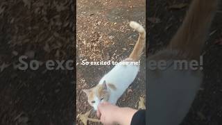 Stray Cat Very Excited When She Sees Me! Cute