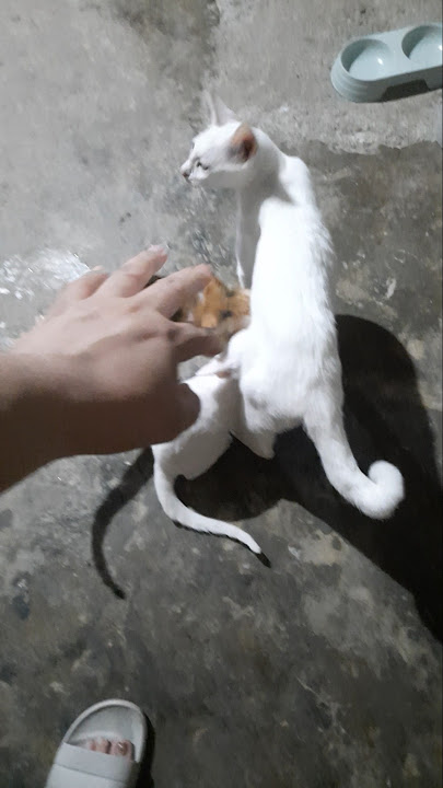 💖 #cat #catlove #sweet #mycat #mybaby #kitten