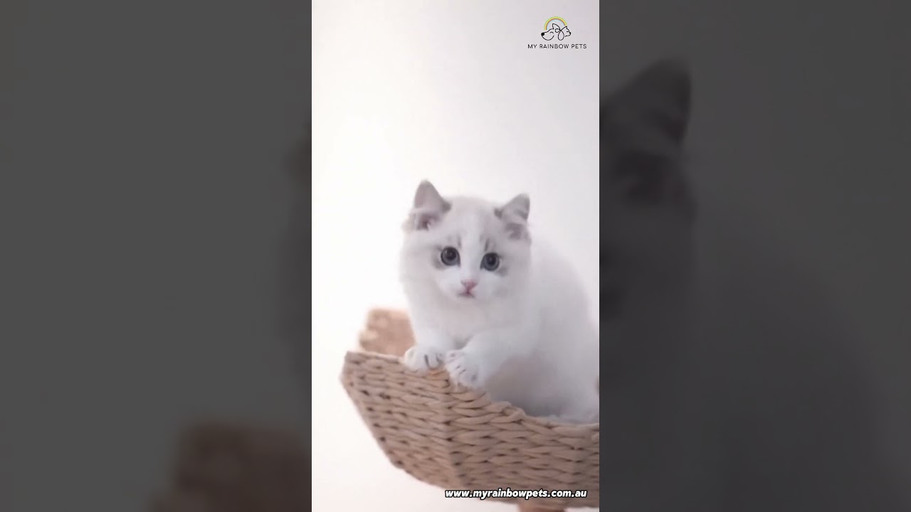 🌿 Pearwood Deluxe Cat Tree – A Handcrafted Bamboo Haven Your Cat Will Love! 🐾 | My Rainbow Pets