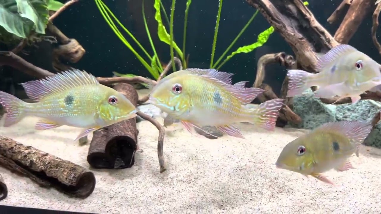 Geophagus Sveni breeding 2