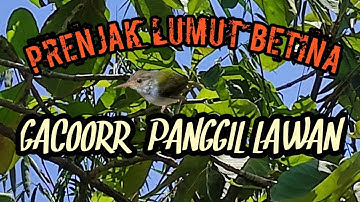 PRENJAK LUMUT BETINA GACOR || PANCINGAN MAUPUN PIKAT AMPUH