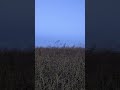 #asmr #asmrsounds #asmrnature #wind #grass #peace #peaceful #peaceofmind