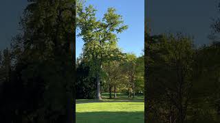 Download Lagu Trees that whisper stories #nature #meditation #relaxation MP3