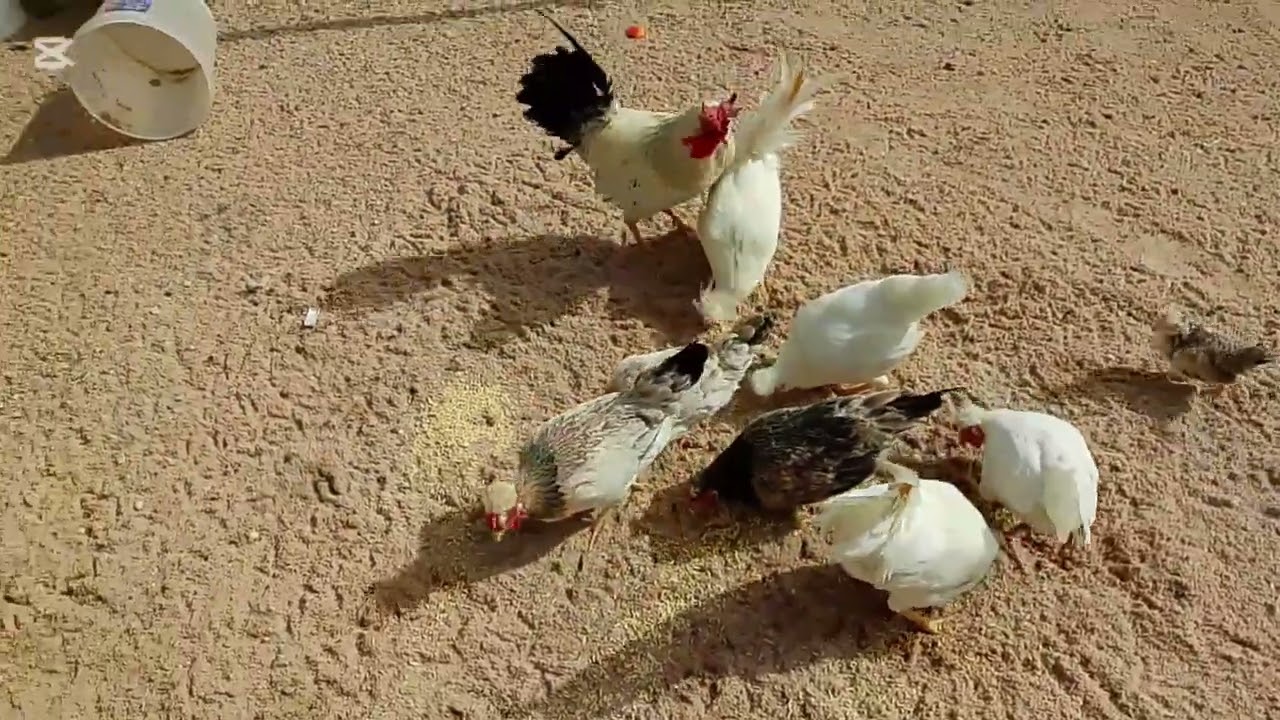 اليوم زرنة أحد مصنعين الفقاسات الفلين