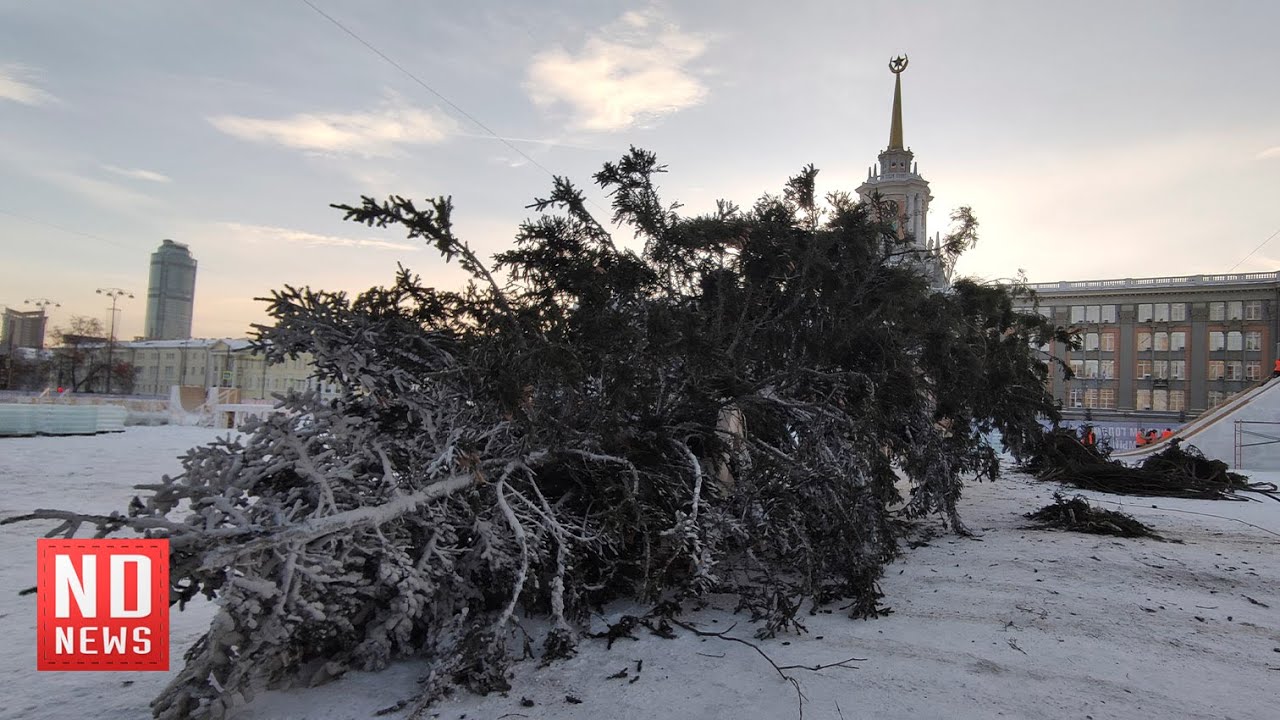 Столетнюю елку срубили для новогоднего городка в Екатеринбурге - YouTube