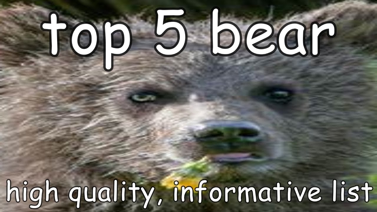 top 5 bear YouTube