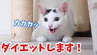 ダイエットのために運動する猫【ラストでハプニング】