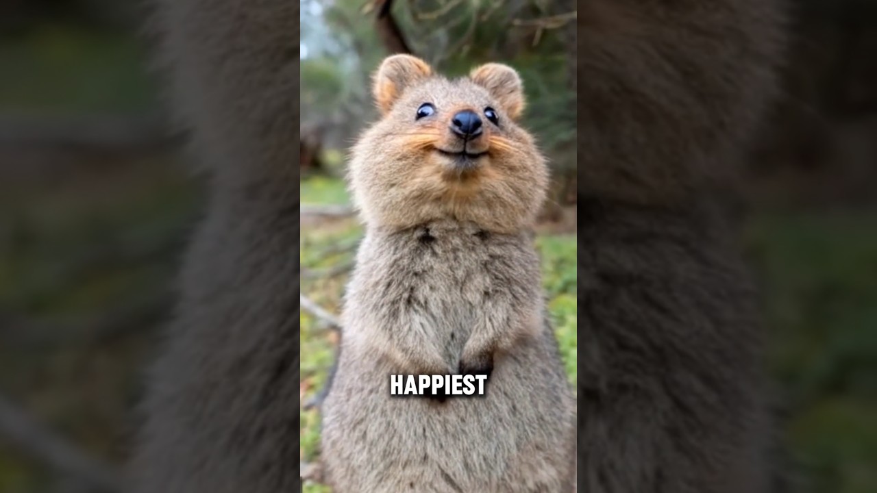 Why Do Quokkas Always Look So Happy?