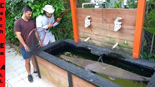 MONSTER PET FISH Out GROWING POND! **Home made DIY Wood Frame Pond**