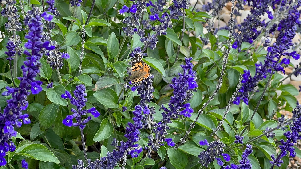 Rockin Playin The Blues Salvia IS a  Pollinator Magnet...Watch the Video and Relax!!   4K