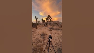 Joshua Tree with an epic sunset #desert #desertsunset #sunset #joshuatree