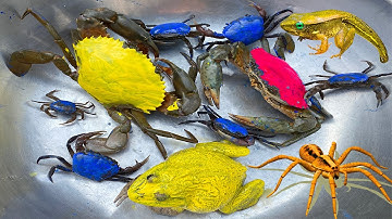 Kem Ốc và cua Chanel lái công nông bắt con cua, cua đỏ, con ếch, ếch tím, rùa, bọ xít, nhái, máy xúc