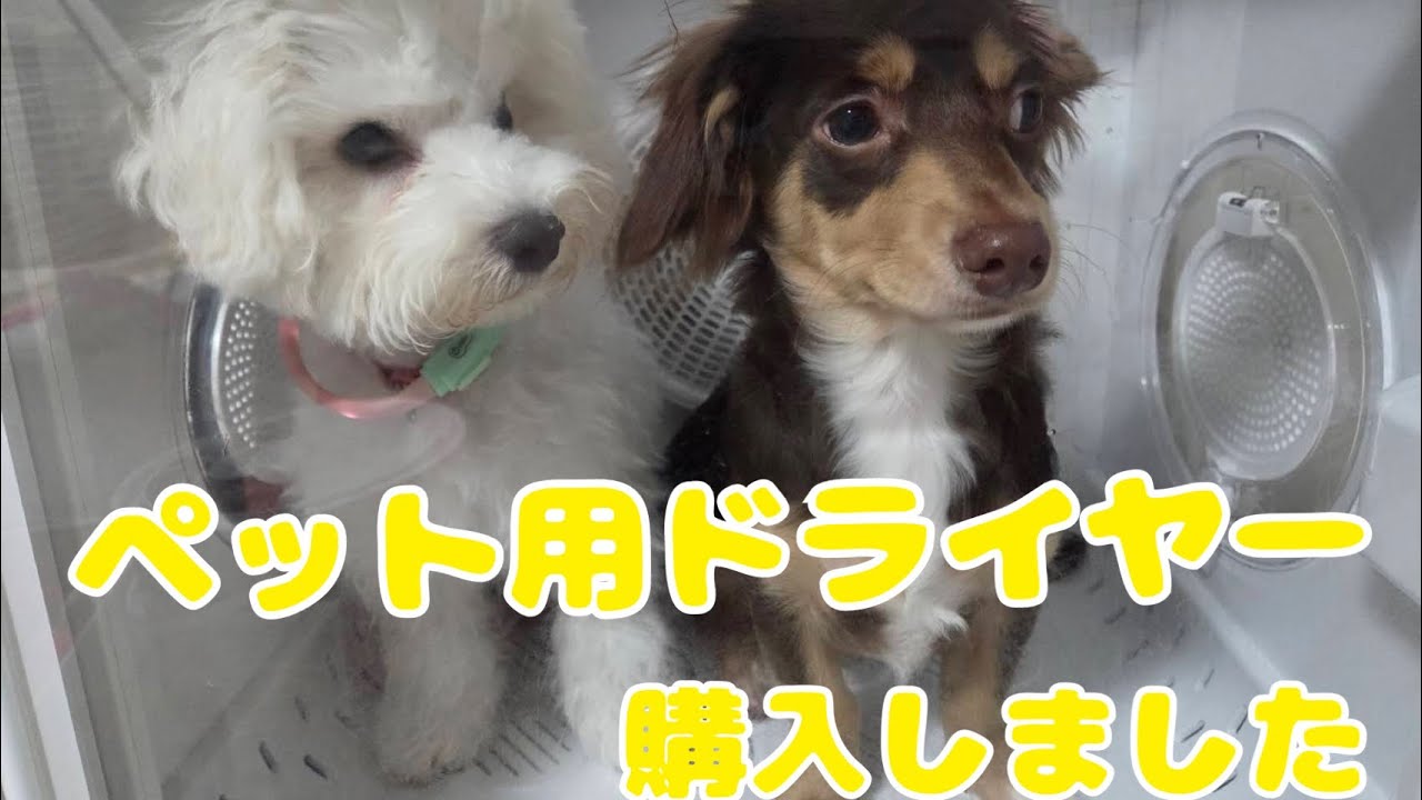 【子犬多頭飼い】ペット用ドライヤーを購入しました!!#ブラックフライデー#ペット用ドライヤー#チワックス#ビションフリーゼ#チワワ#ダックス#子犬#多頭飼い #生後7ヶ月#生後8ヶ月#犬 