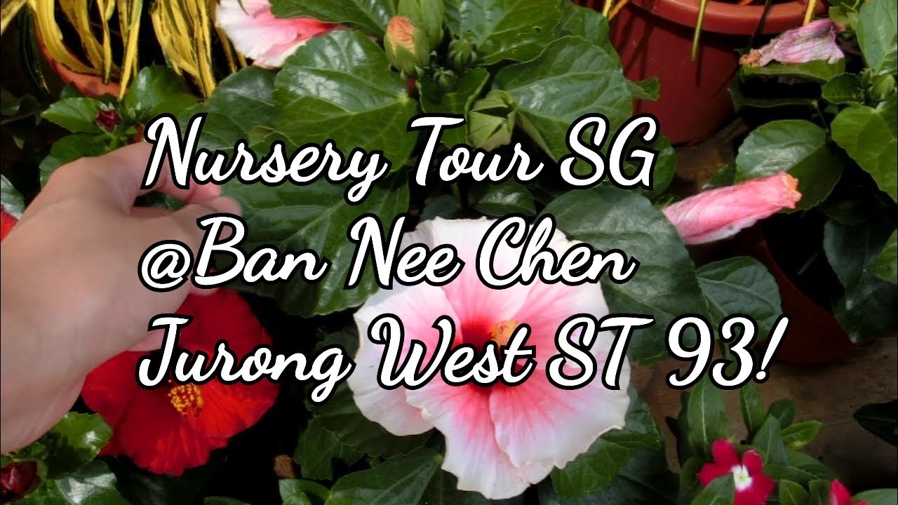 Nursery Tour Singapore Ban Nee Chen/ Yang Ming Yuan Nursery Jurong