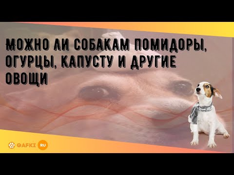 Можно ли собакам помидоры, огурцы, капусту и другие овощи