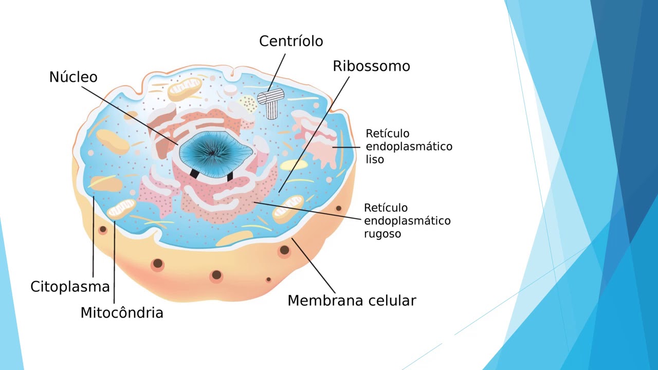 Os Símbolos Quando Aparecem Em Uma Célula Indicam