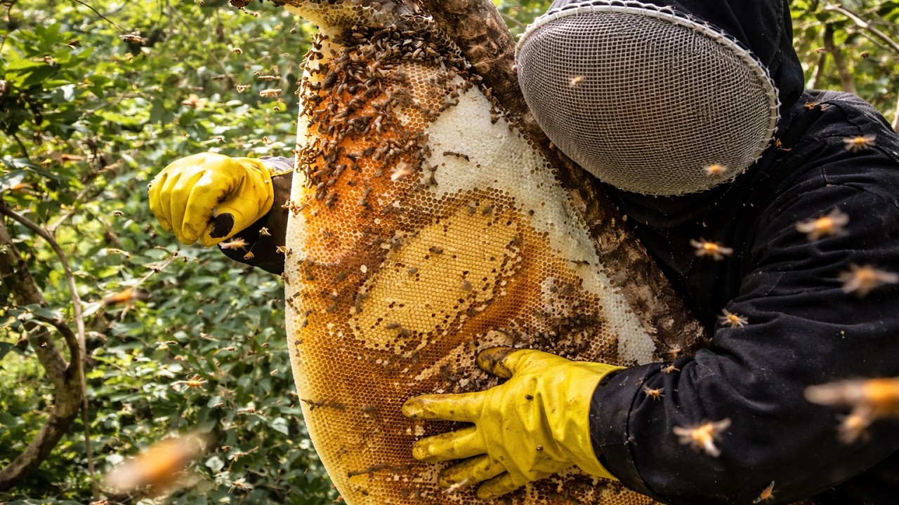 extreme wild honey hunt harvesting 2 honeycombs from a... Wild Honey Hunters Climb Dangerous Jungle Trees for Giant Honey Harvest ...