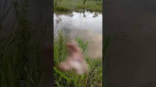 Pescaria raiz com vara de macucu