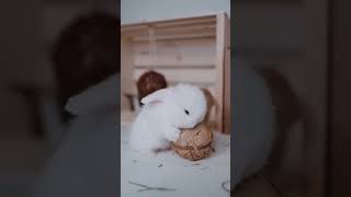 🐇 Cutest Rabbit Pet Ever! 🐇 You Won't Believe How Adorable This Furry Friend Is! 🥰🐰 #Rabbitlove