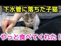 【三日目】下水管から保護した子猫ちゃん、やっとごはんを食べてくれるように！