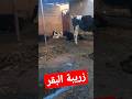 شوف زريبة البقر 