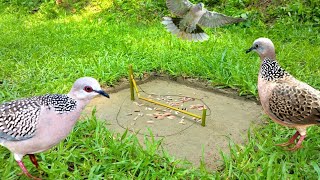Amazing Dove Trap from Natural field